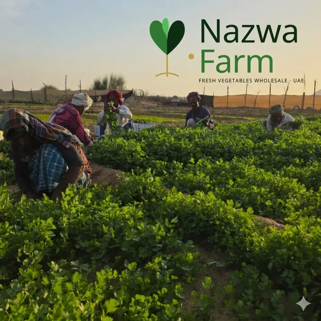 Harvesting Coriander Leaves for sell