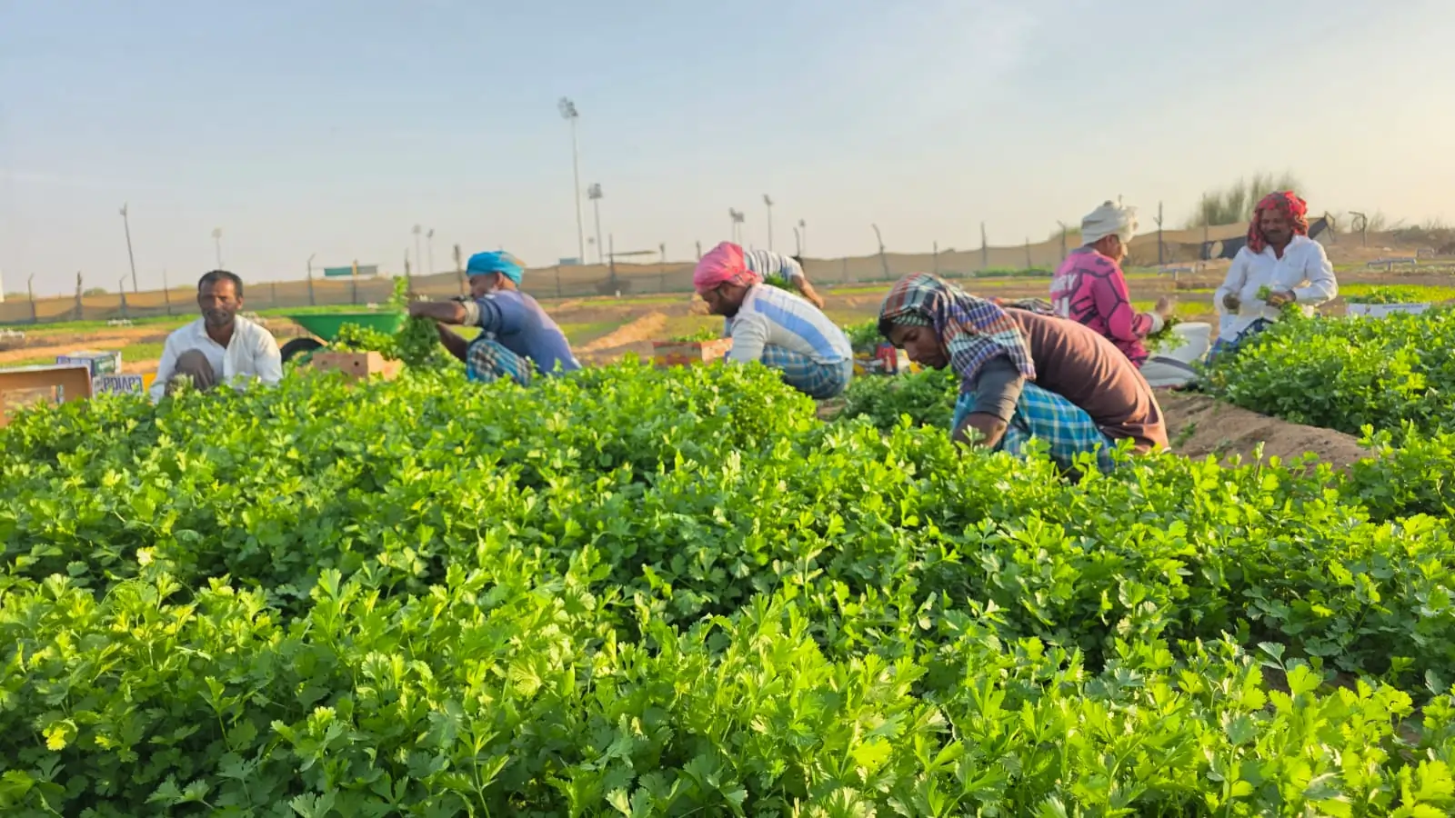 25 Years Growing Fresh Vegetables