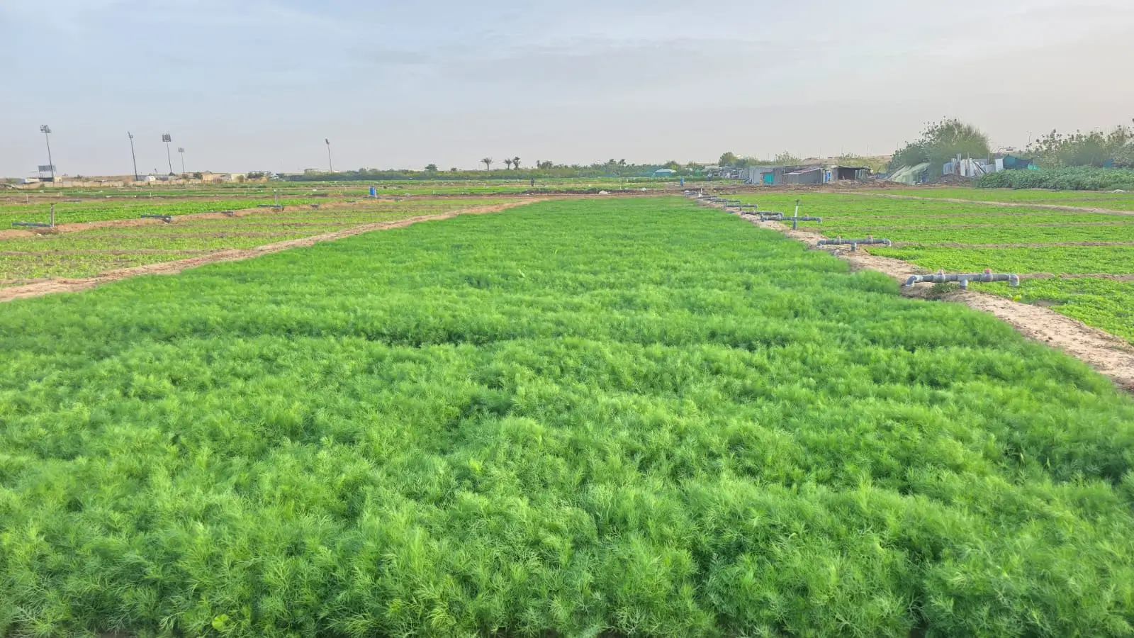 Fresh Dill Leaves in Nazwa Farm