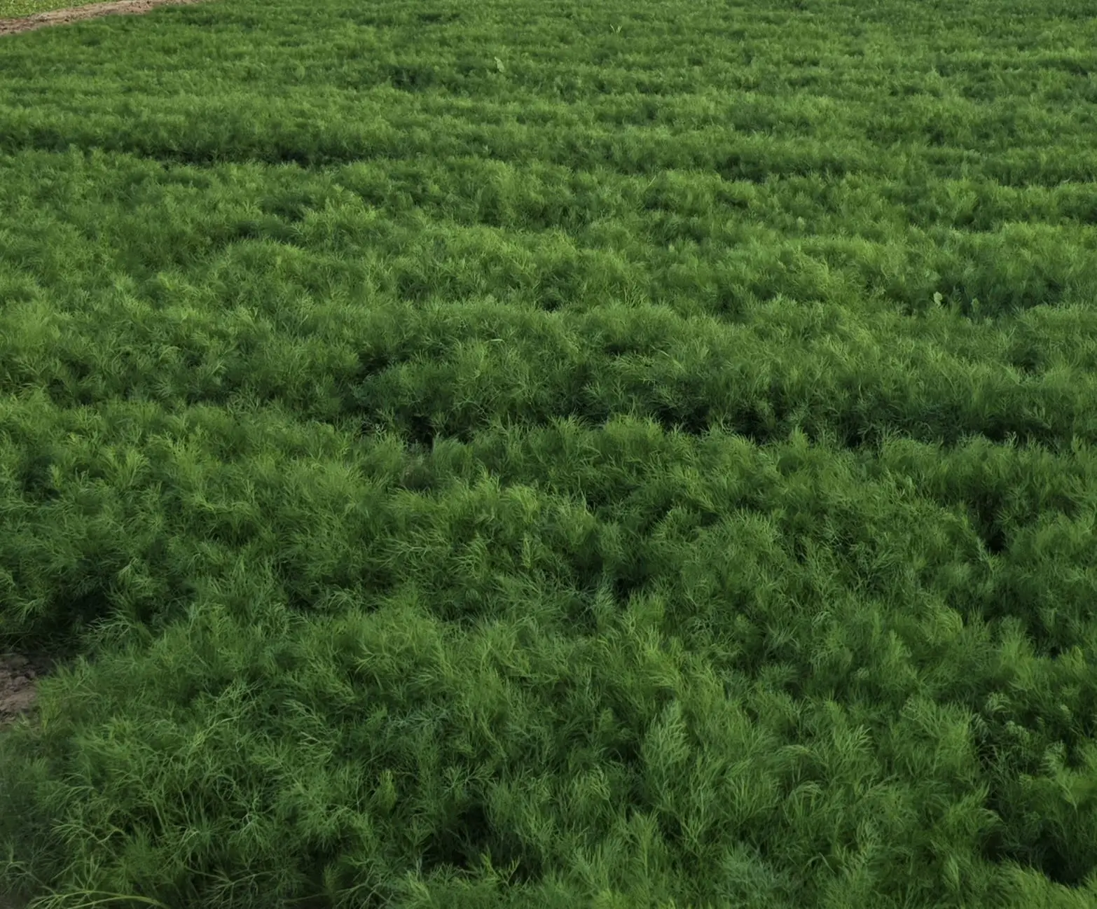 Fresh Dill Leaves