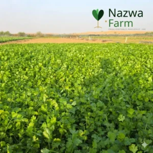Coriander Leaves Wholesale Dubai UAE