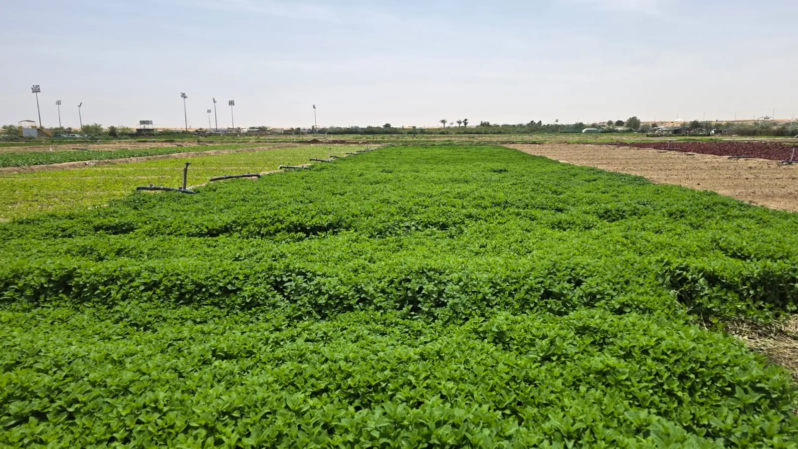 Fresh Mint Leaves in the Farm