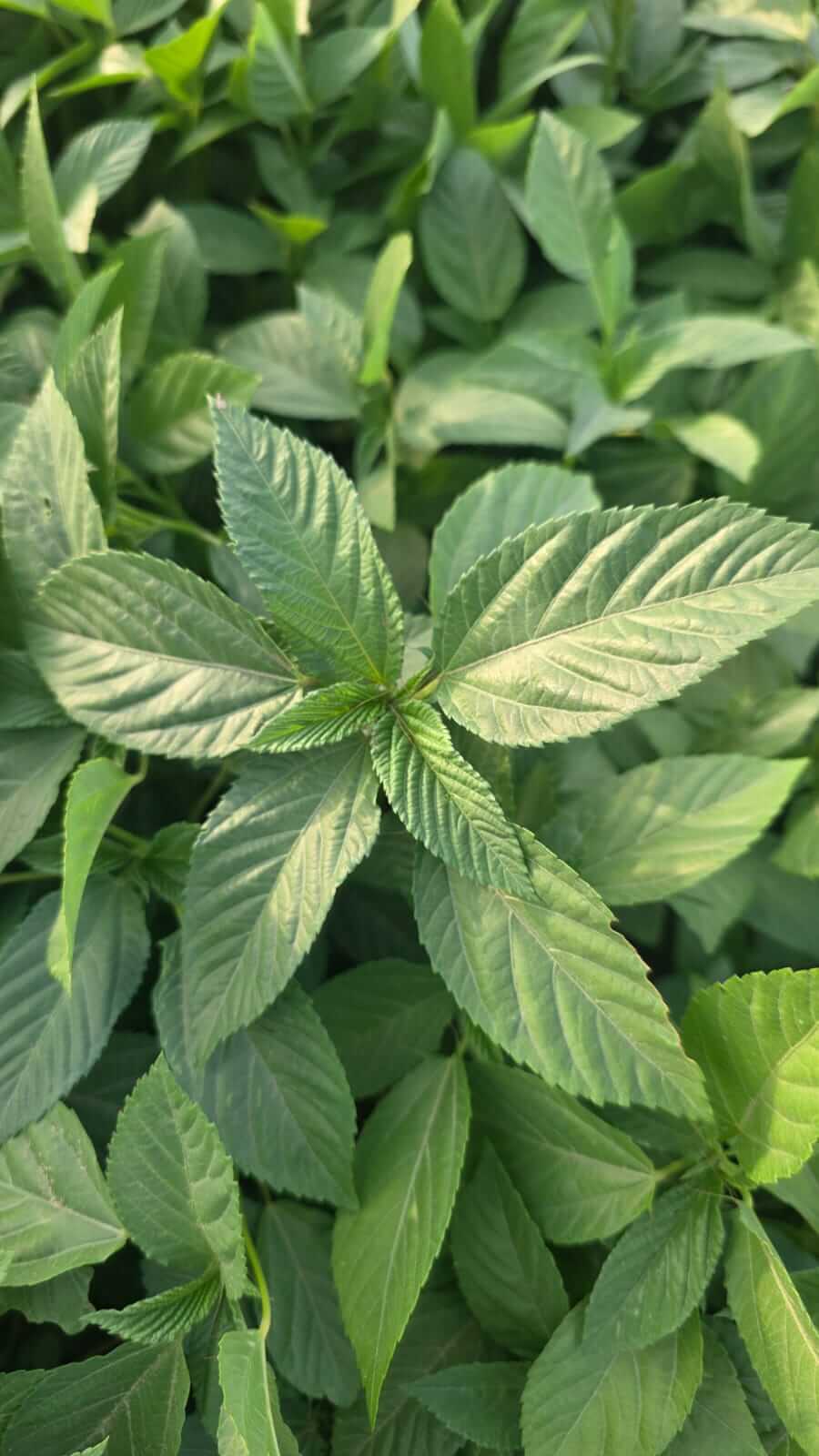 Fresh Mouluokia Leaves