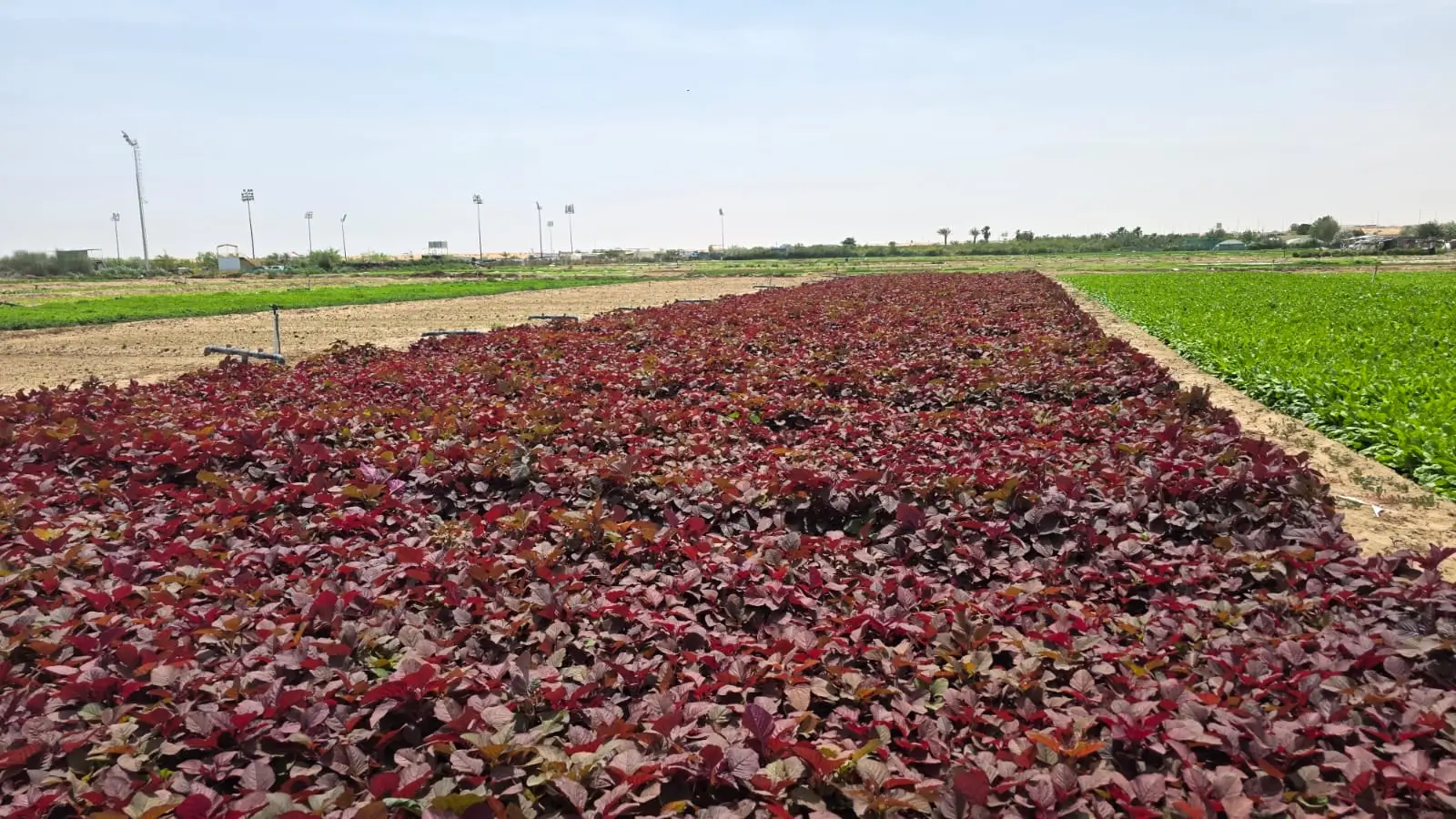 Fresh Red Chira in Nazwa Farm