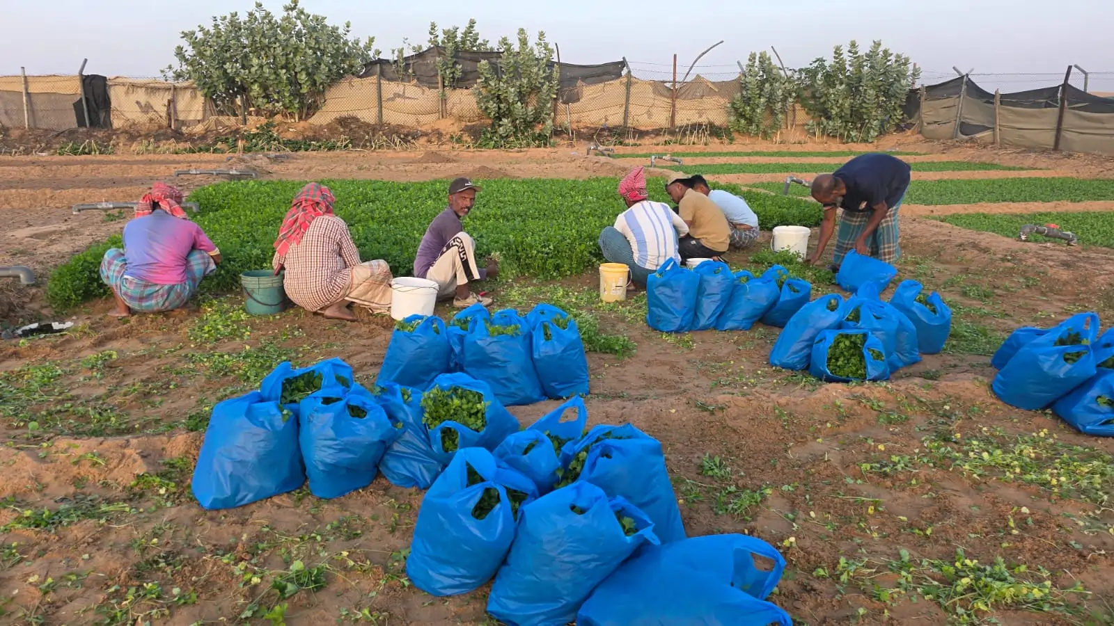 Harvesting Coriander Leaves for Delivery