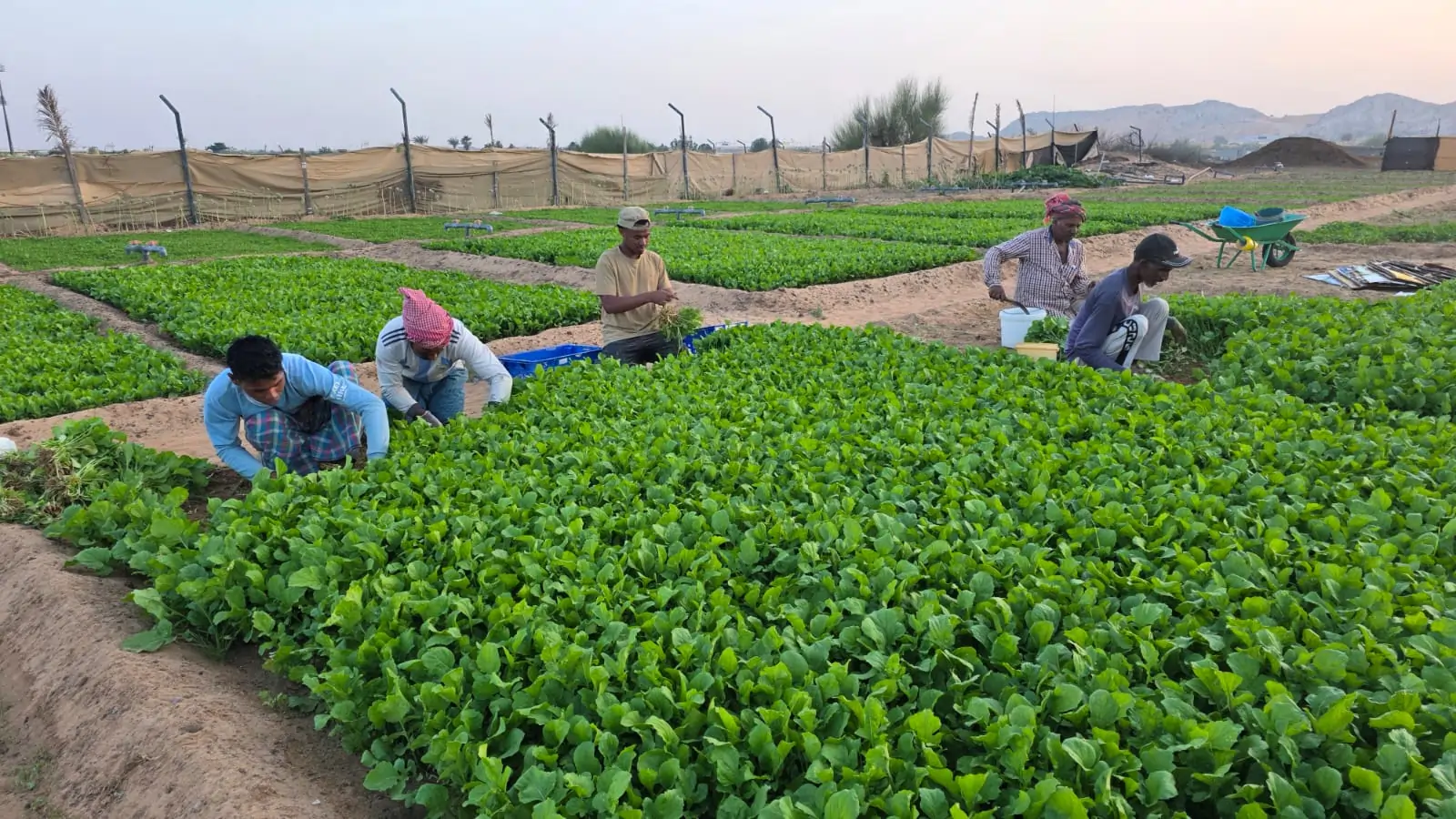 Morning Vegetable harvest ready for delivery