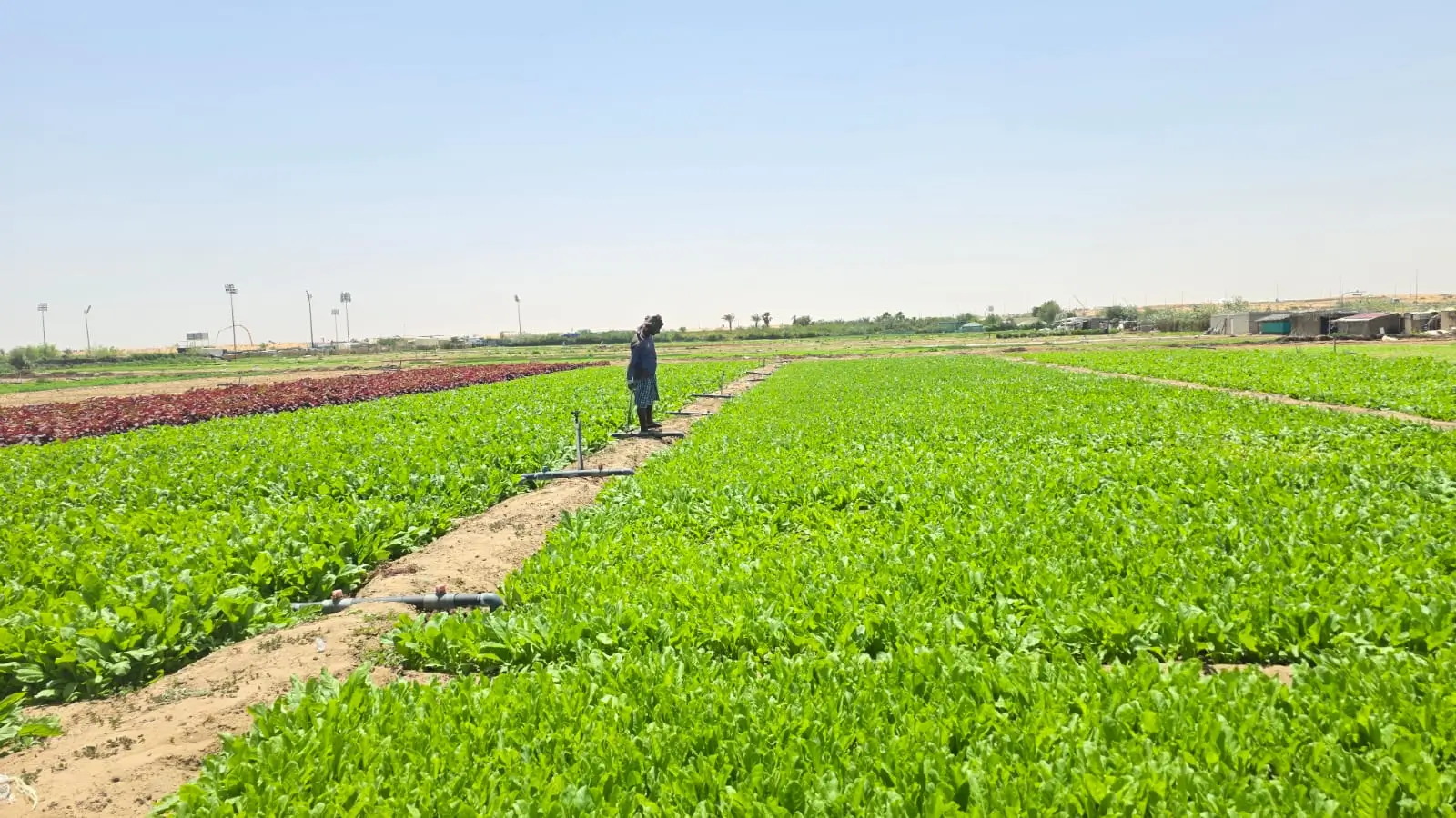 Fresh Palak Leaves in Farm