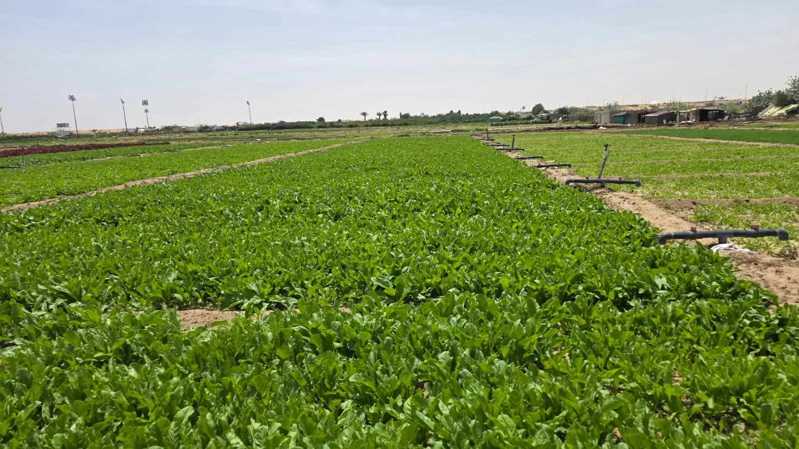 Fresh Palak Leaves