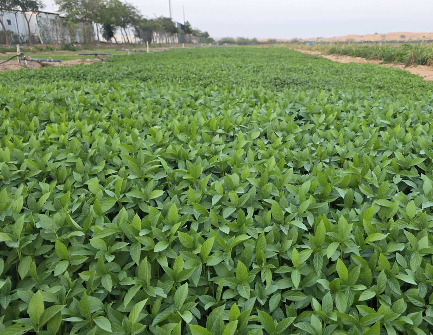 Fresh Moulokhia Leaves supplier dubai