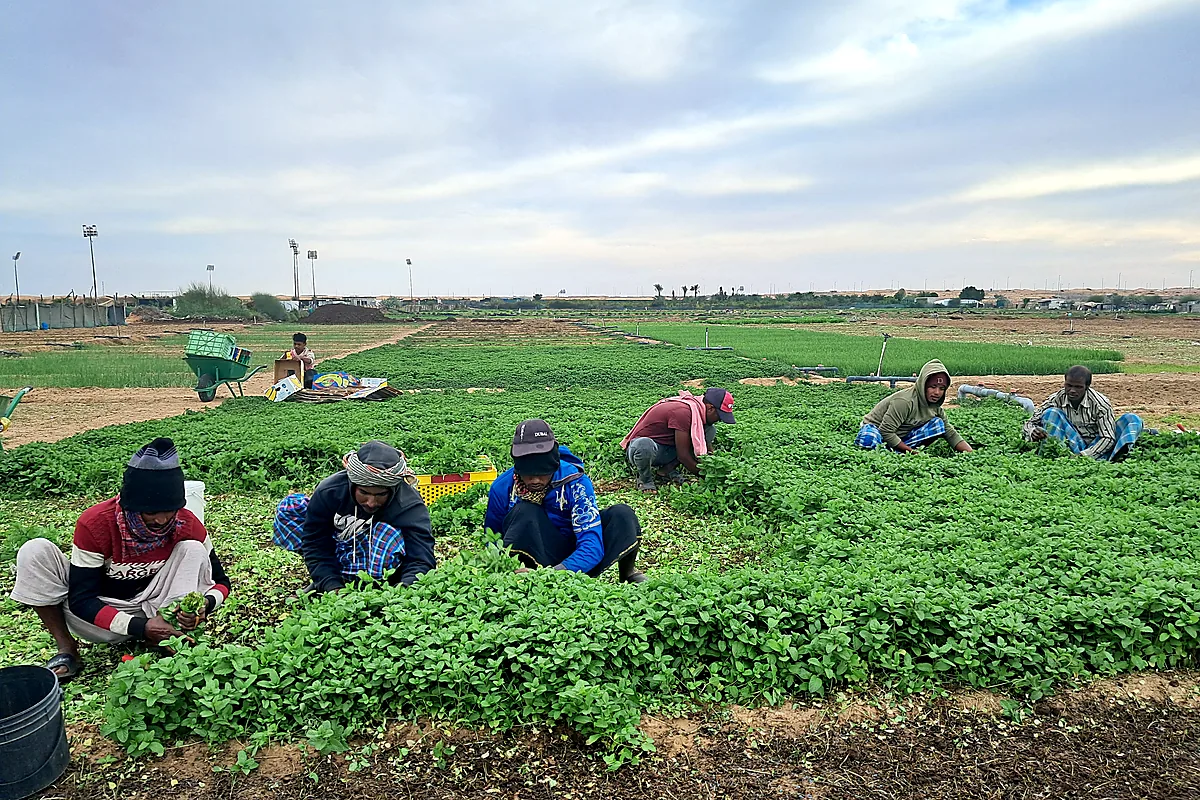 Nazwa Farm Fresh Herb Harvest Morning Sharjah