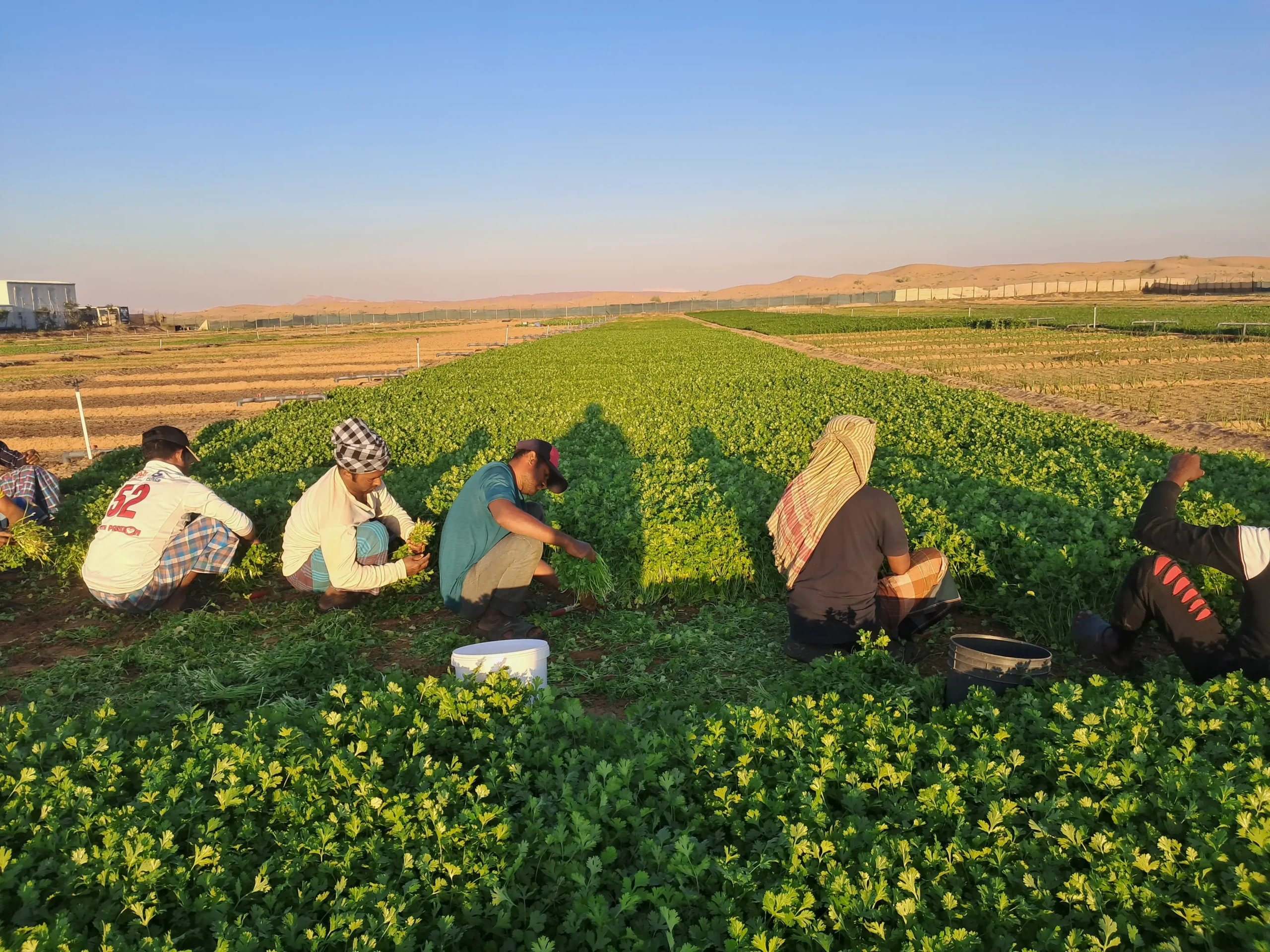 Coriander Leaves Harvest Nazwa Farm