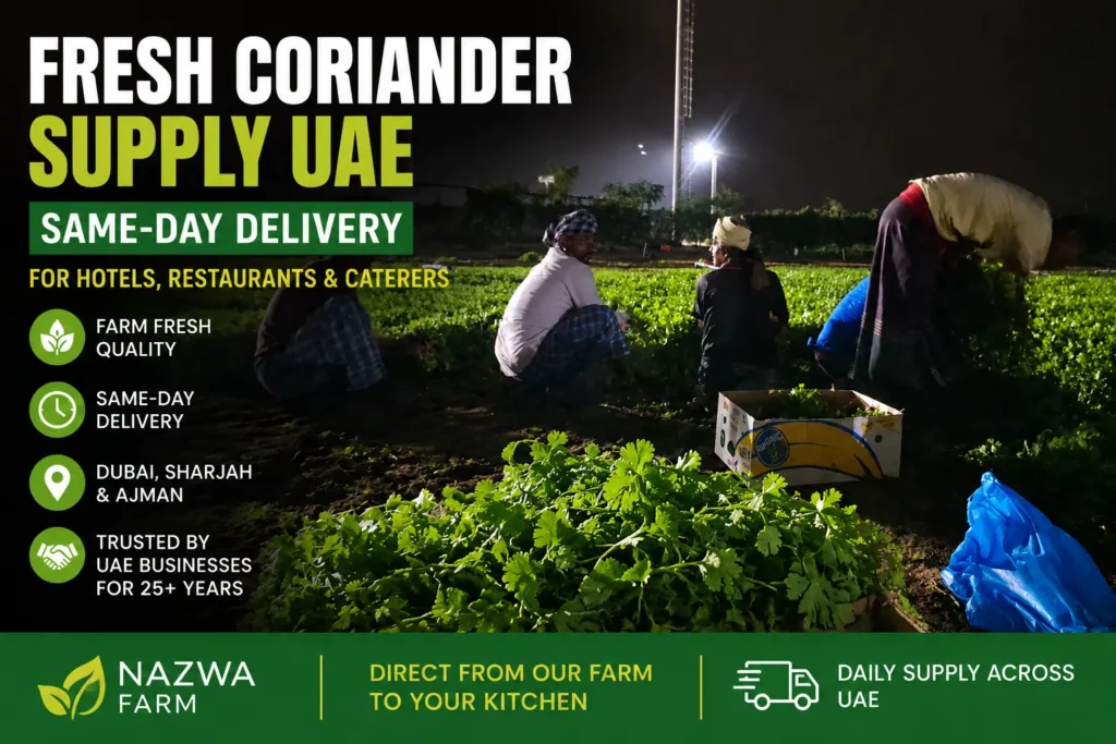 Farm fresh coriander from Nazwa Farm UAE