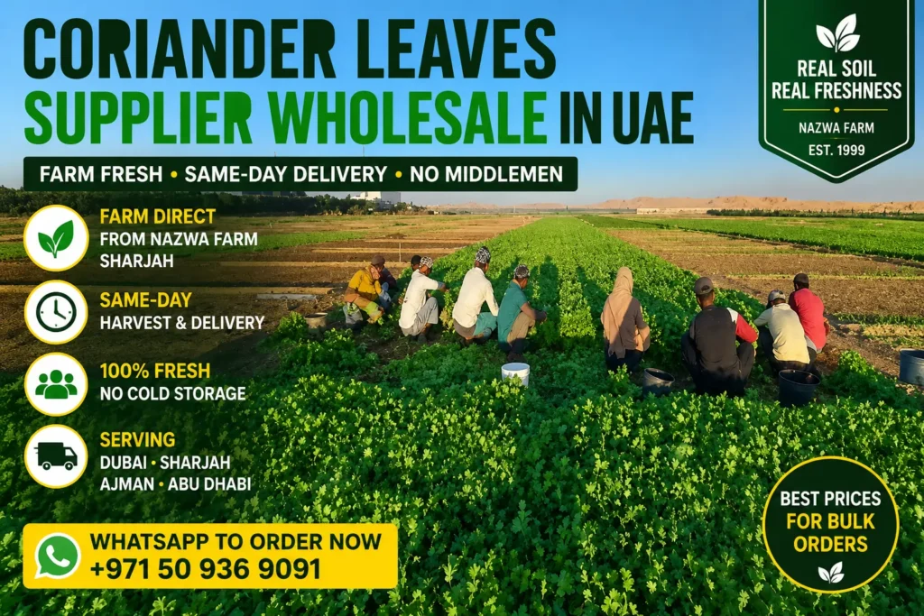 Organic coriander leaves UAE farm