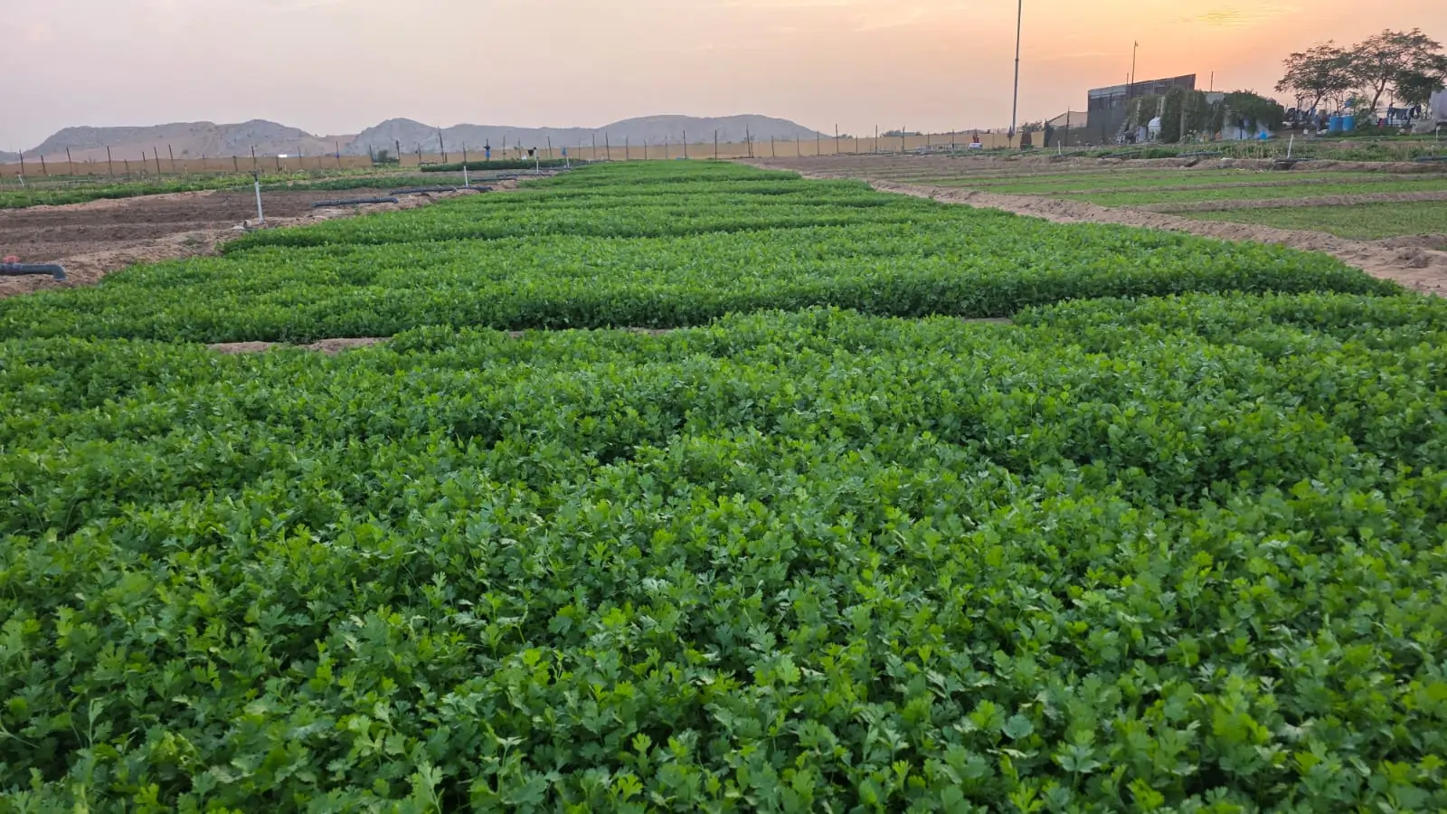 Growing Coriander Leaves in Nazwa Farm