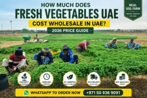How Much Does Fresh Vegetables UAE Cost Wholesale in UAE