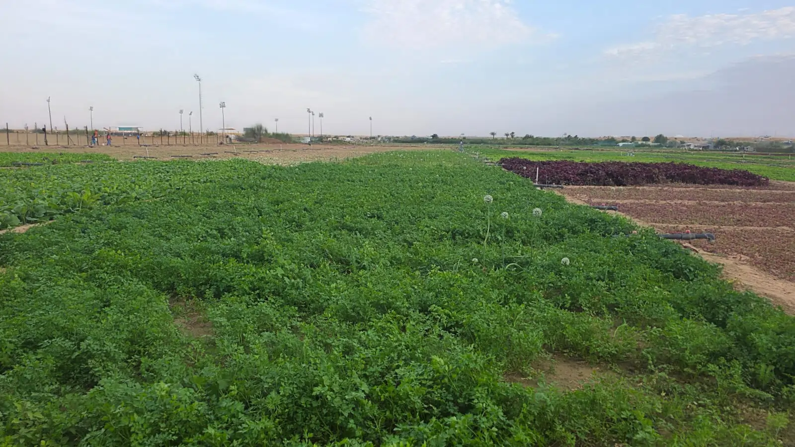 Parsley Leaves in the farm