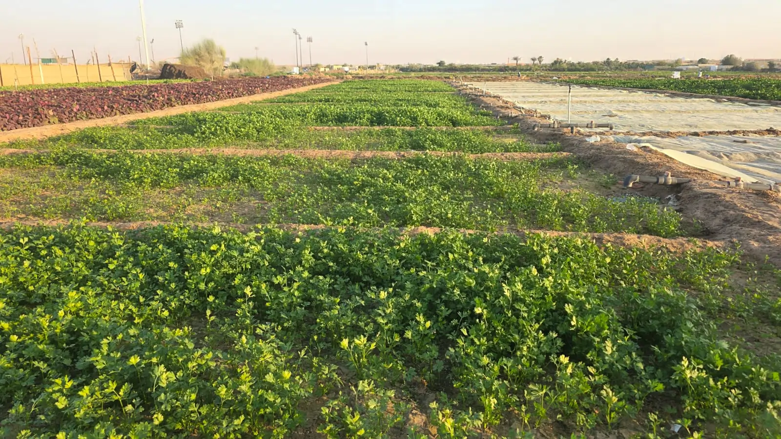 Parsley Supplier Dubai