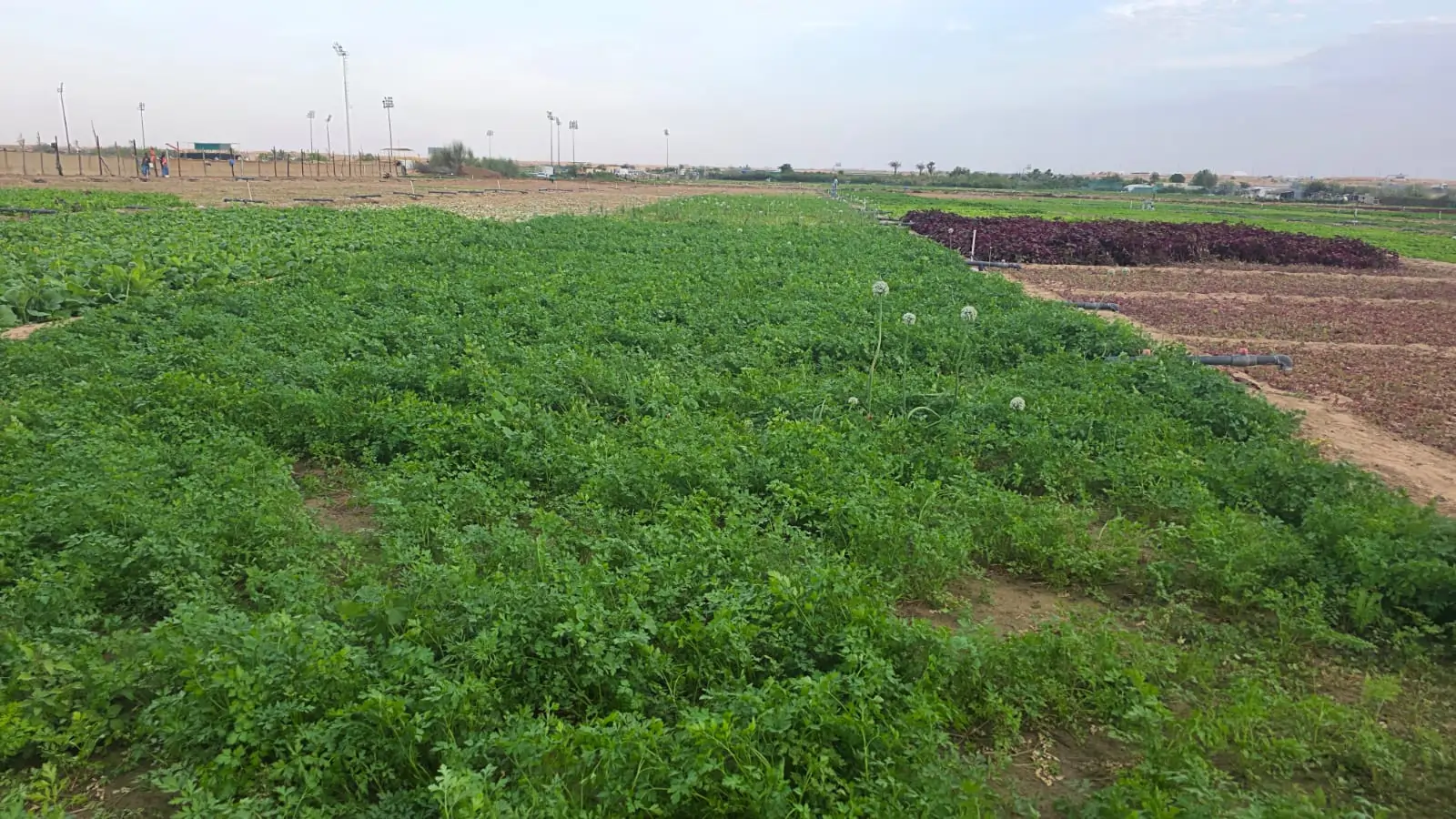 Parsley Leaves Grown in Nazwa Farm