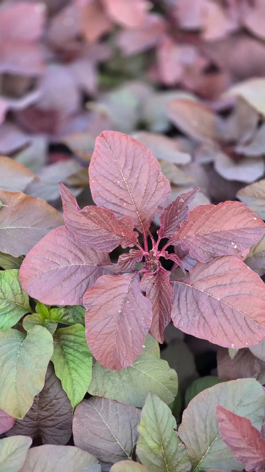 Red chira leaves (سبانخ أحمر, lal saag