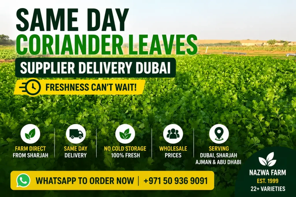 Same day coriander leaves supplier delivery Dubai from Nazwa Farm