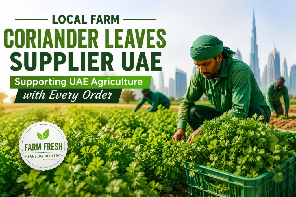 Fresh bulk coriander leaves supplier UAE for restaurants and hotels