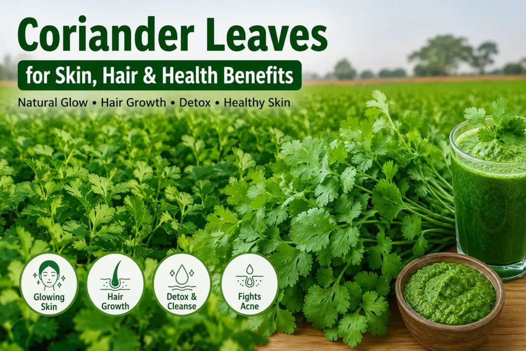 Fresh coriander leaves for skin glow and hair growth in Dubai