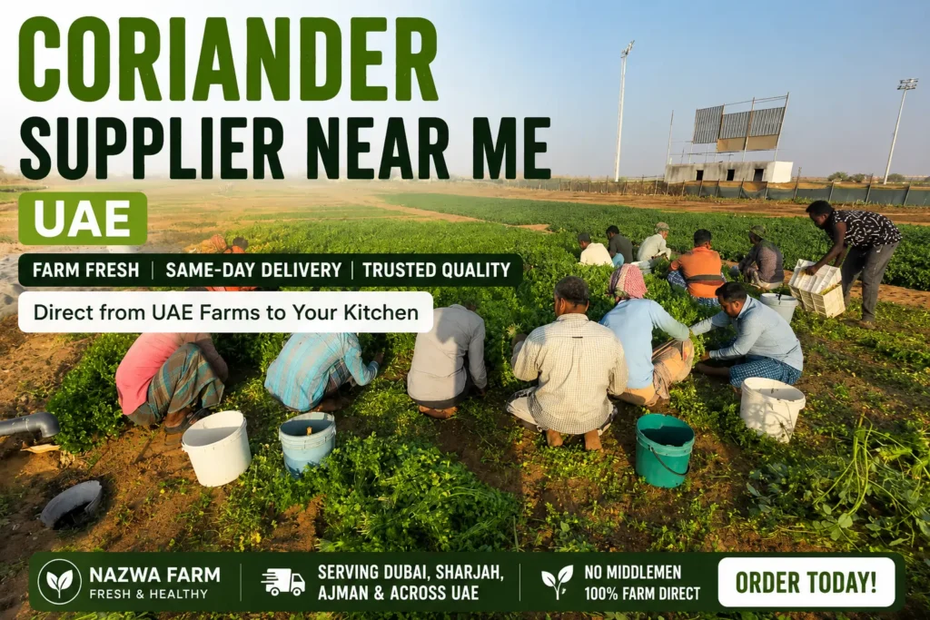 Fresh coriander supplier near me UAE with same-day farm delivery