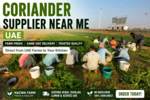 Fresh coriander supplier near me UAE with same-day farm delivery