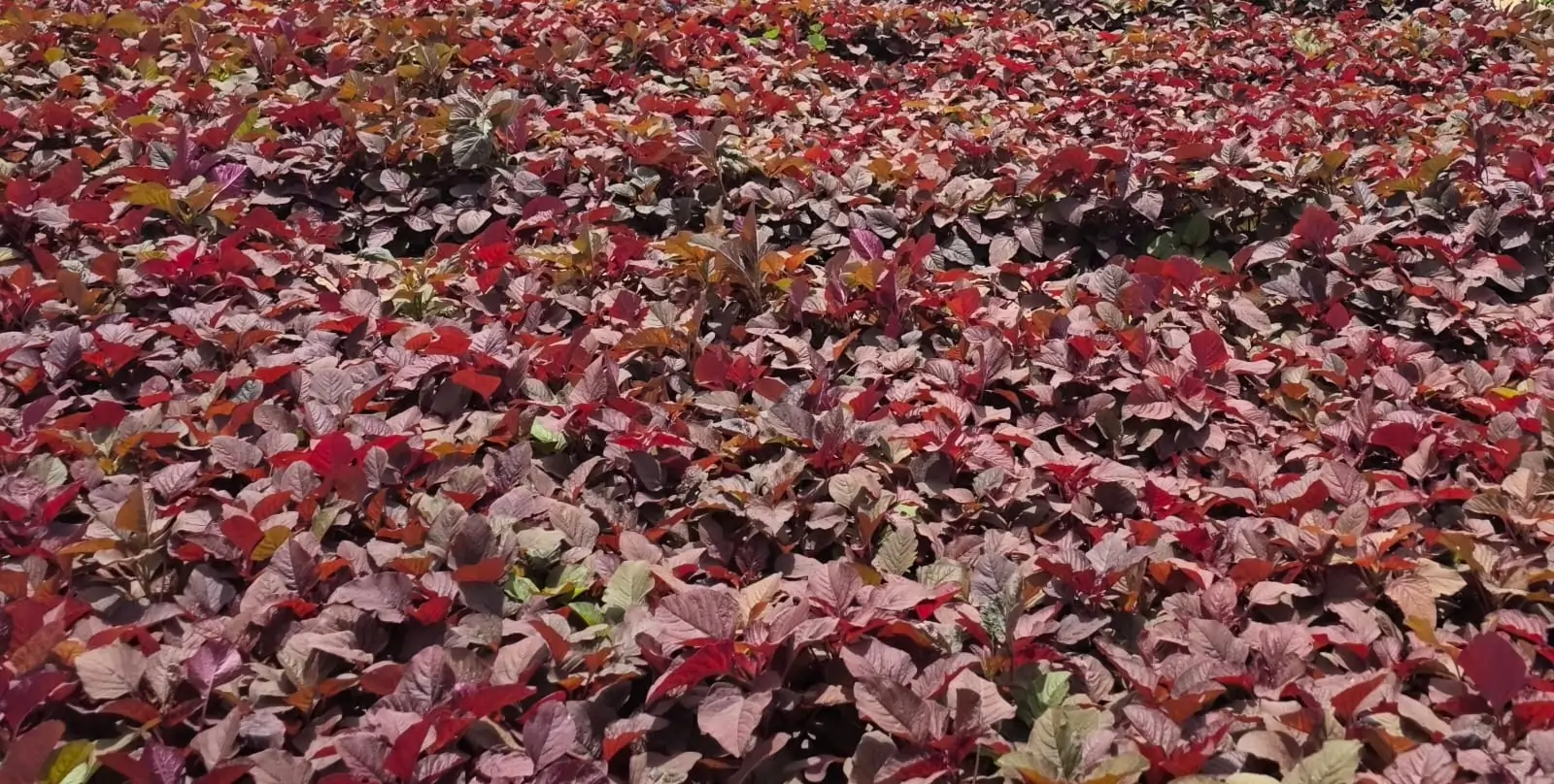 fresh red palak Dubai
