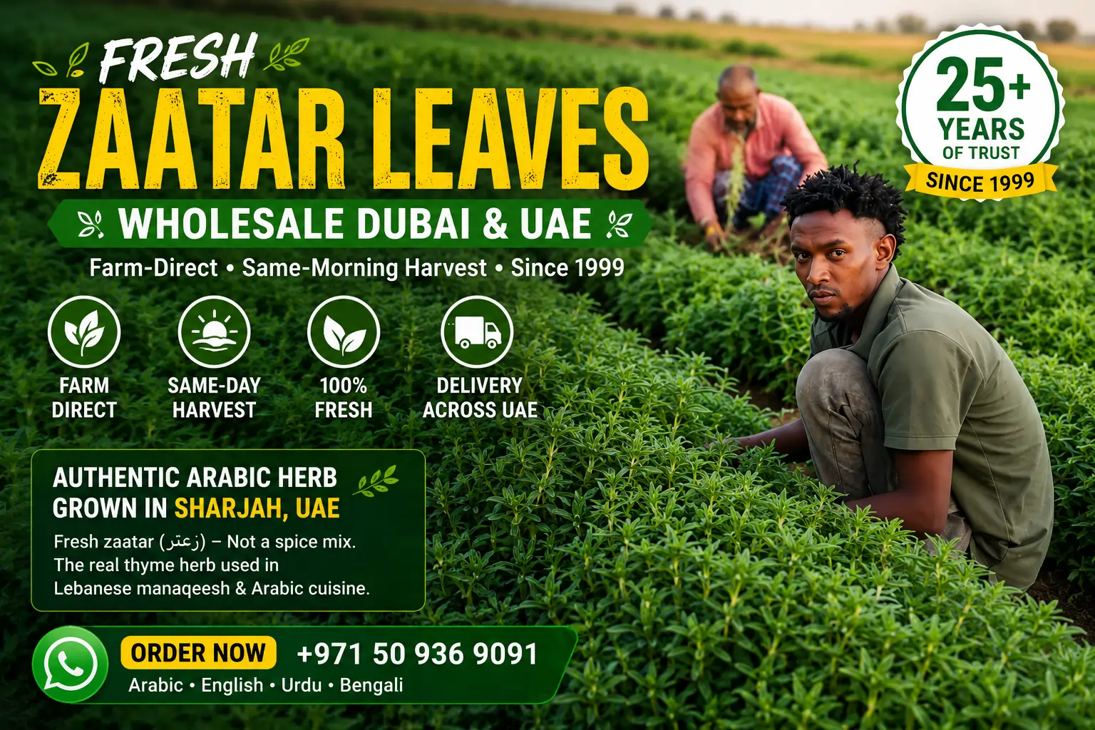Fresh Zaatar Leaves Wholesale Dubai UAE Farm Direct Supplier