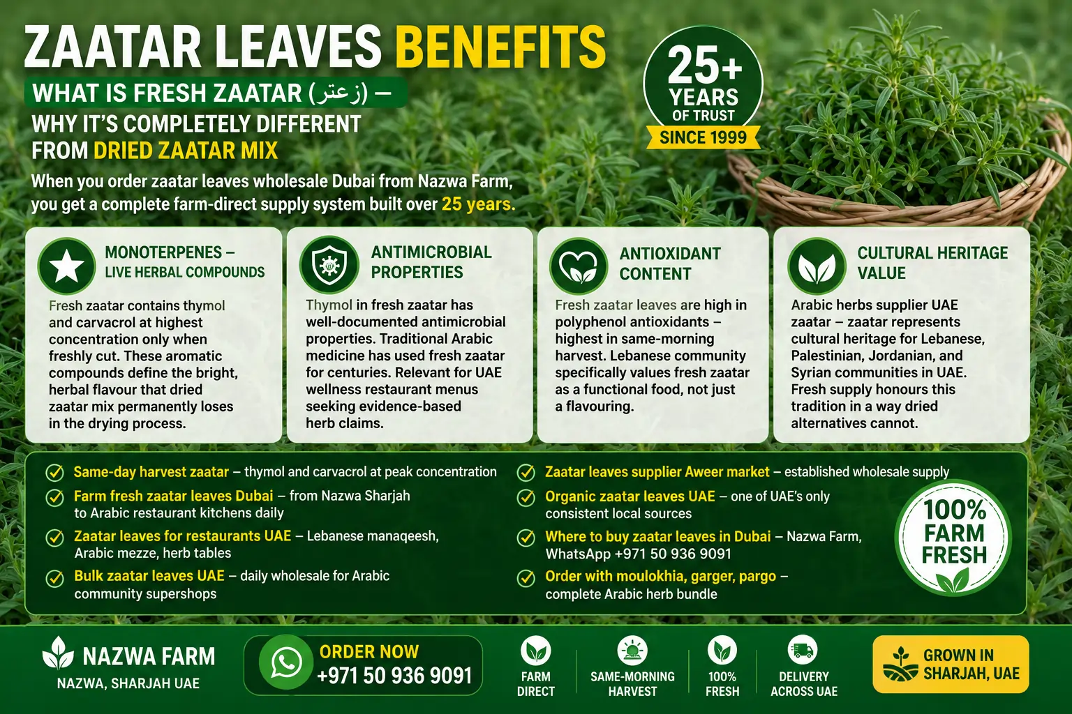 Benefits of Fresh Zaatar Leaves UAE Same Day Harvest