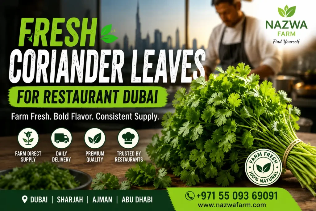 Fresh coriander leaves harvested for Dubai restaurants