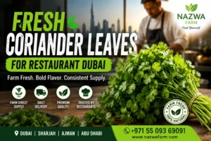 Fresh coriander leaves harvested for Dubai restaurants