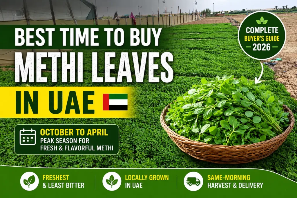 Best time to buy fresh methi leaves in UAE at Nazwa Farm Sharjah