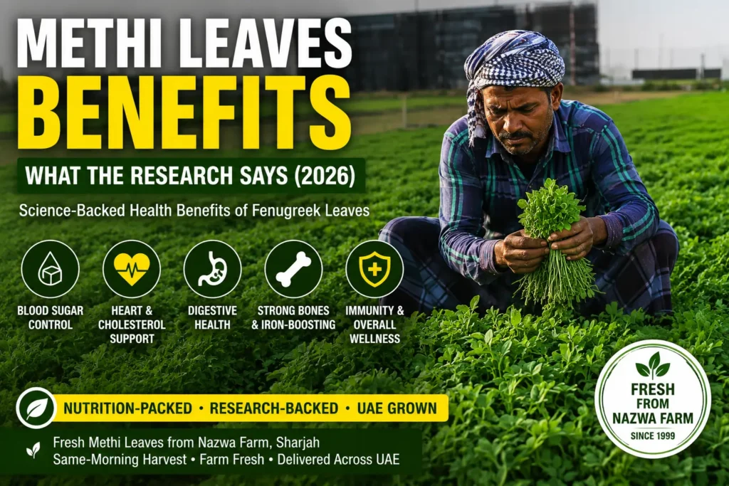 Health benefits of fresh methi leaves grown at Nazwa Farm Sharjah UAE