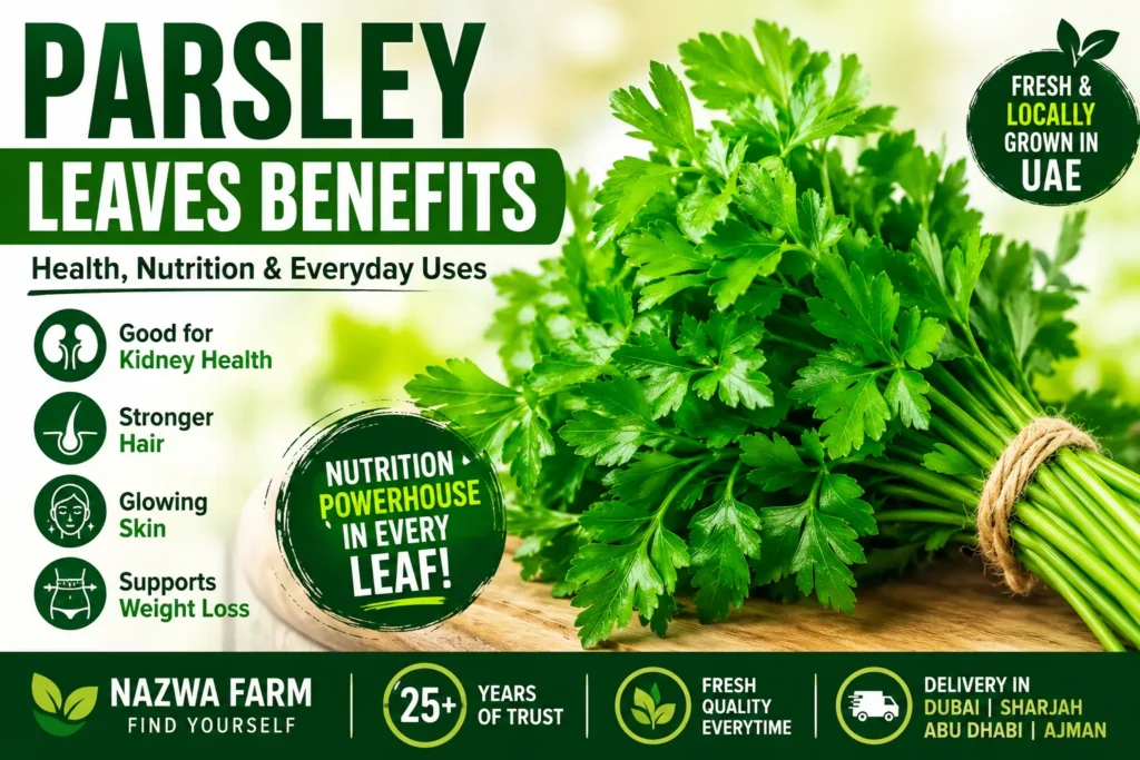 Fresh parsley leaves (baqdounis) bunch from Nazwa Farm, Sharjah UAE