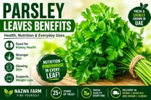 Fresh parsley leaves (baqdounis) bunch from Nazwa Farm, Sharjah UAE