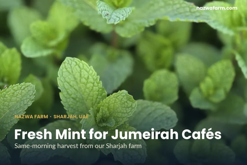 Fresh mint supplier dubai – Close-up of fresh textured mint leaves in bed