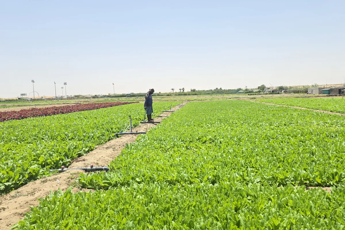 Nazwa Farm fields in Sharjah – Worker standing in bright green field, red plot beside