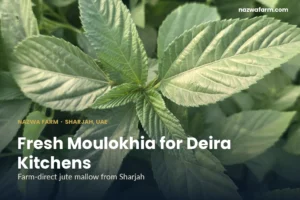 Fresh molokhia dubai – Close-up of serrated jute mallow leaves, moulokhia plant