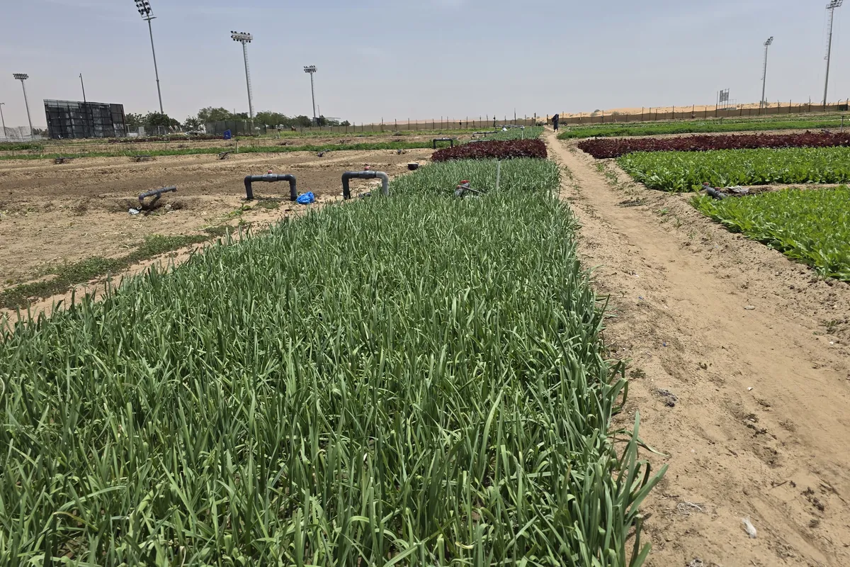 Spring Onion at Nazwa Farm, Sharjah – Rows of tall tubular spring onions beside sandy path