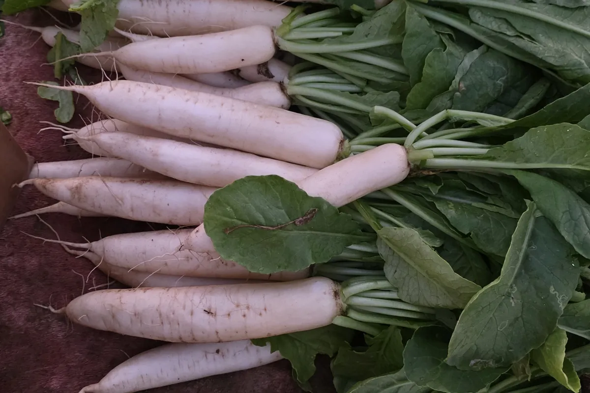 White & Red Radish at Nazwa Farm, Sharjah – Freshly washed white radishes with green leafy tops