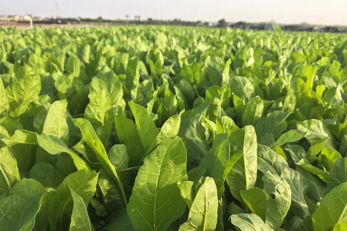 Spinach at Nazwa Farm, Sharjah – Wide view of tall lush spinach leaves in sunlight