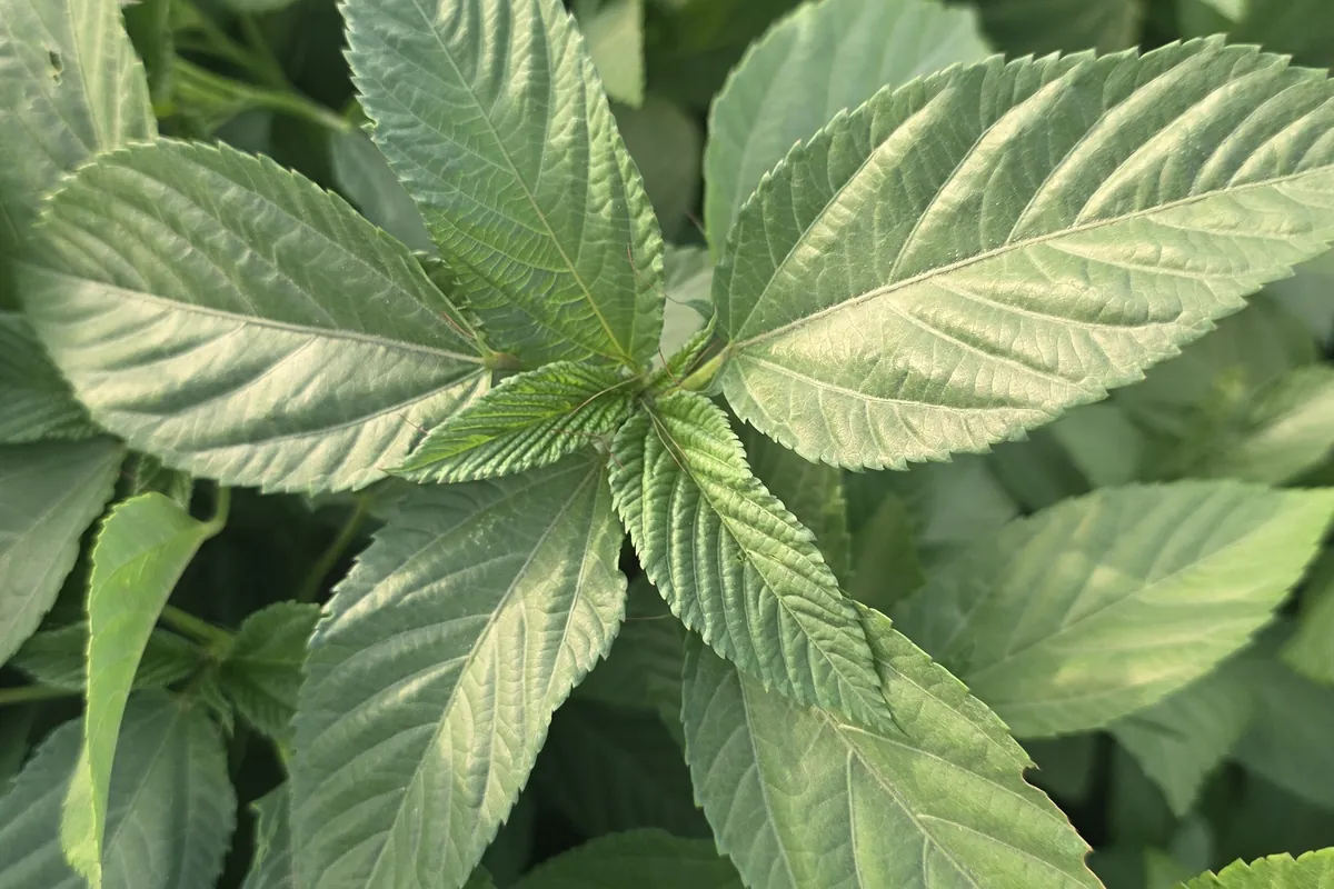 Moulokhia at Nazwa Farm, Sharjah – Close-up of serrated jute mallow leaves, moulokhia plant