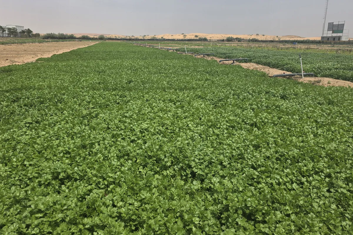 Coriander at Nazwa Farm, Sharjah – Broad bed of coriander greens stretching across farm
