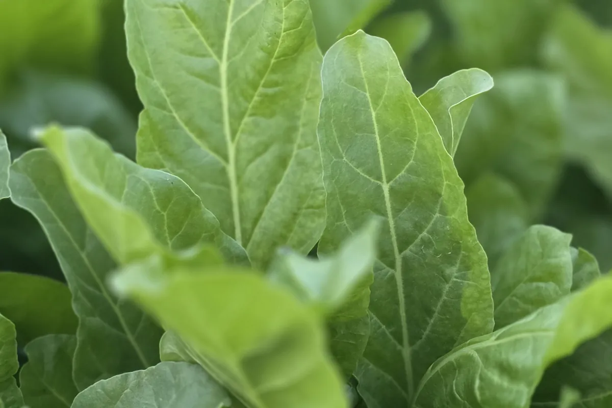 Spinach at Nazwa Farm, Sharjah – Close-up of lush broad spinach leaves in field