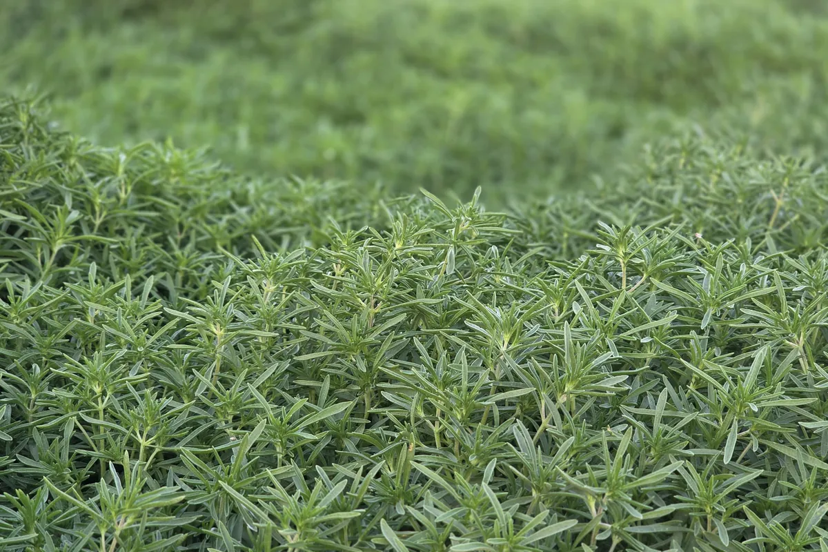 Con Cong (Kangkong) at Nazwa Farm, Sharjah – Close-up kangkong lance leaves with soft background blur