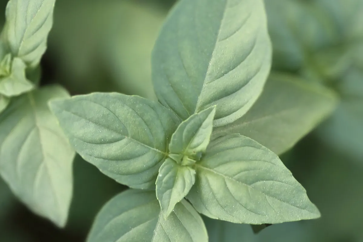 Basil at Nazwa Farm, Sharjah – Close-up of fresh basil leaf cluster, soft background