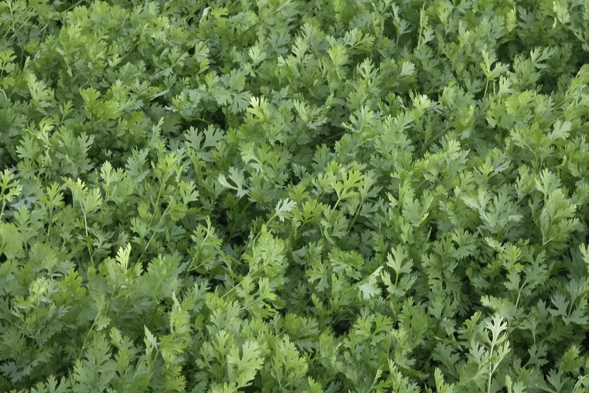 Coriander at Nazwa Farm, Sharjah – Close-up of finely cut coriander leaves, dense