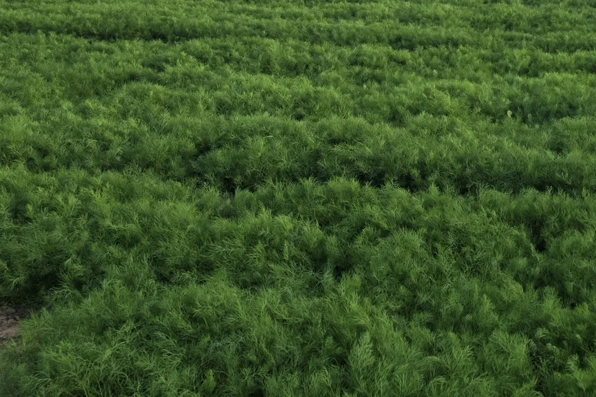 Dill at Nazwa Farm, Sharjah – Close-up of feathery bright green dill foliage